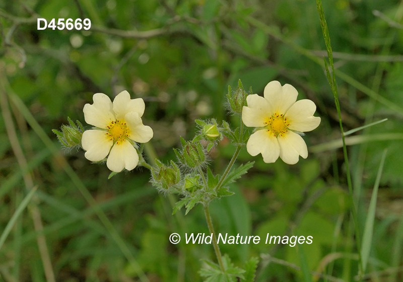 Potentilla recta, Sulphur Cinquefoil